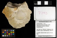 Foto (Objekt + Etiketten) von Eodromites grandis (von Meyer, 1857) 